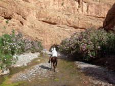 Morocco-Morocco-The Valley of Roses